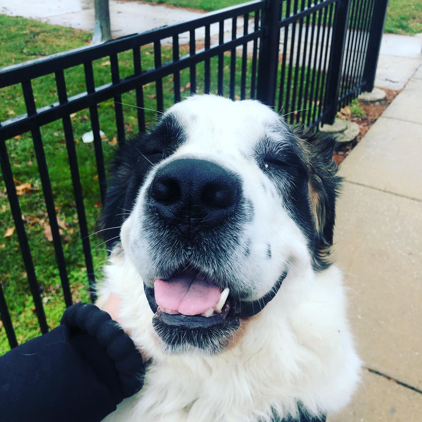 Events Dog Picture